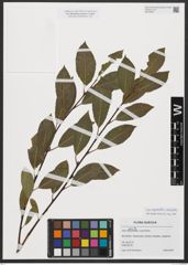 Foto von Salix myrsinifolia Salisb. x Salix phylicifolia L.